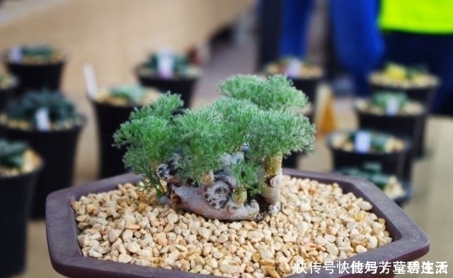 多肉|这个小盆栽居然卖600多万,快看看你家有没有!