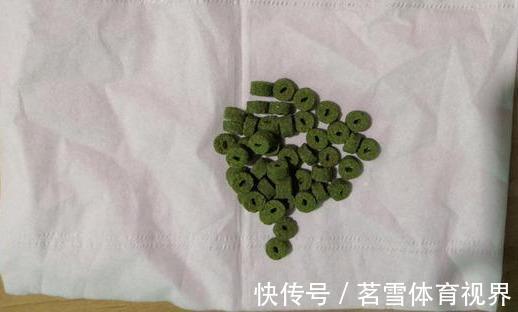 粉饵|钓鲫鱼久不发窝，不妨试试这几种打窝方式，鱼口马上会有变化