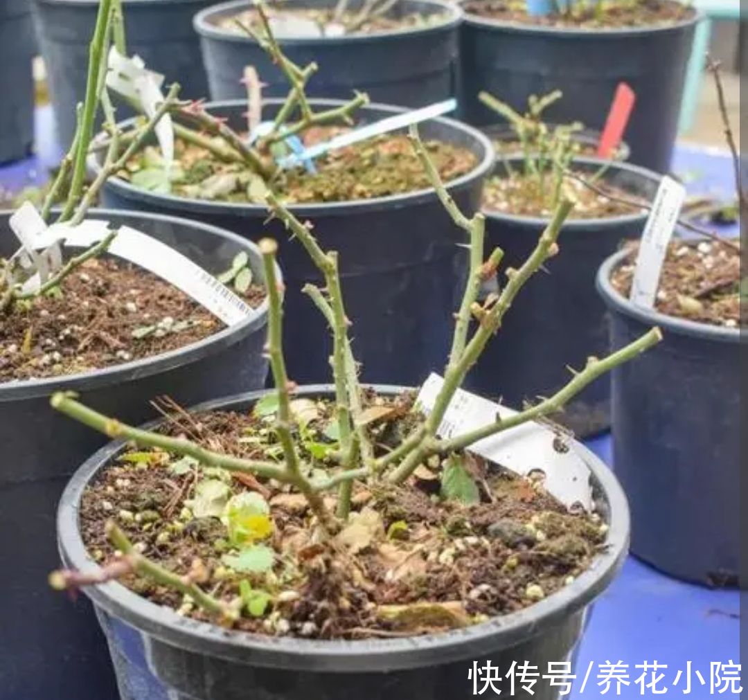 3种花要休眠，抓紧补上一次“冬肥”，春天新芽长得旺