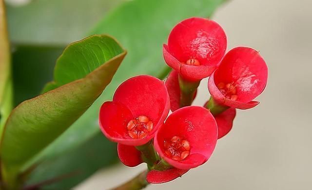 一种四季花适合懒人养,十天半个月不浇水,还能冒花苞