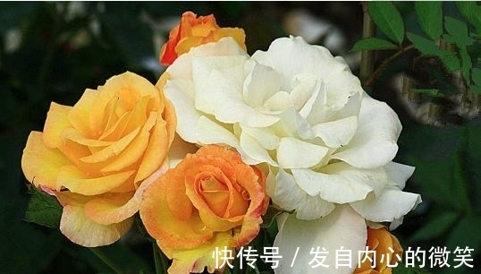 藤本月季|几款花卉,花期200多天,盛开时繁花似锦,花色美轮美奂