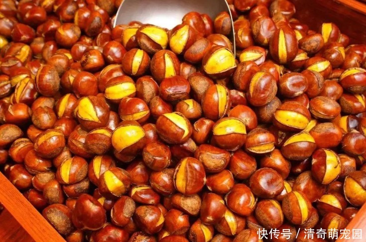  煮板栗，直接水煮是大错！多加1步，个个自动开口，好剥壳不粘皮