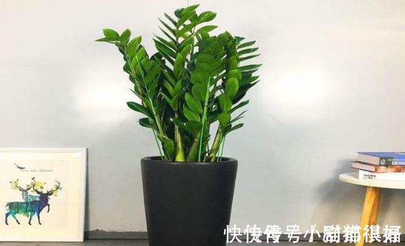 寓意|五种“吉祥花”,建议养一盆,不仅寓意好,还利于健康