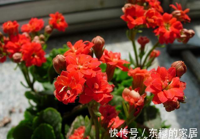 非洲堇|适合秋天养的7种花,好养易活,只要环境合适,爱开花,花期长