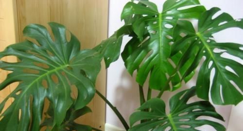 大气上档次|客厅养花选它,大气上档次,叶片油绿,空气清新,你养了几种