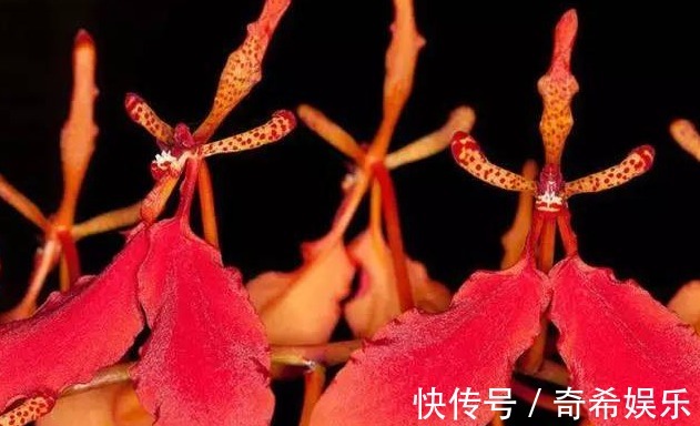 养花养个艳丽的,开花像是火焰,想养好做到三点就好