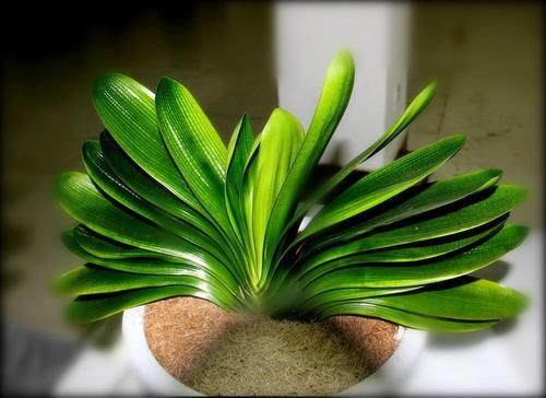 用酒给君子兰催花，学会几个技巧，花开满盆！