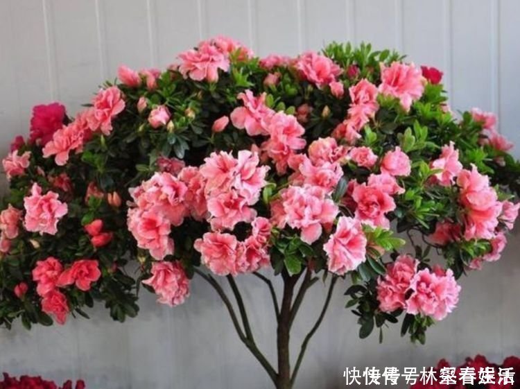 草花|家养“4种花”,招财、旺宅好兆头,好养又漂亮,天天有花赏