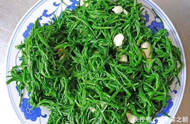 米蒿|田里一种米蒿草,过去农村人嫌辣不爱吃,如今珍贵成“明星菜品”