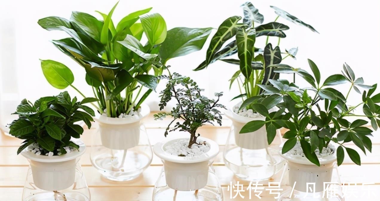 花养不好都是浇水浇死的,家庭花卉分三类,它们浇水方式都不一样