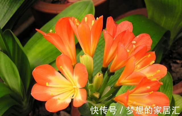 君子兰这样养，不黄叶不烂根，叶绿花艳，开花多