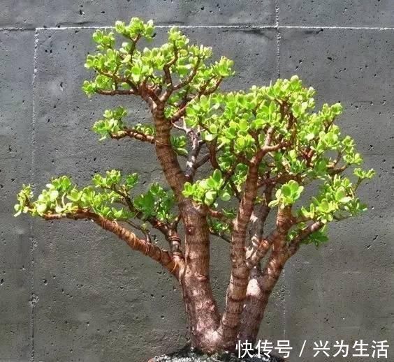 植物|养这“2种”树,能成“老桩”,越养殖越好看,而且“价格高”
