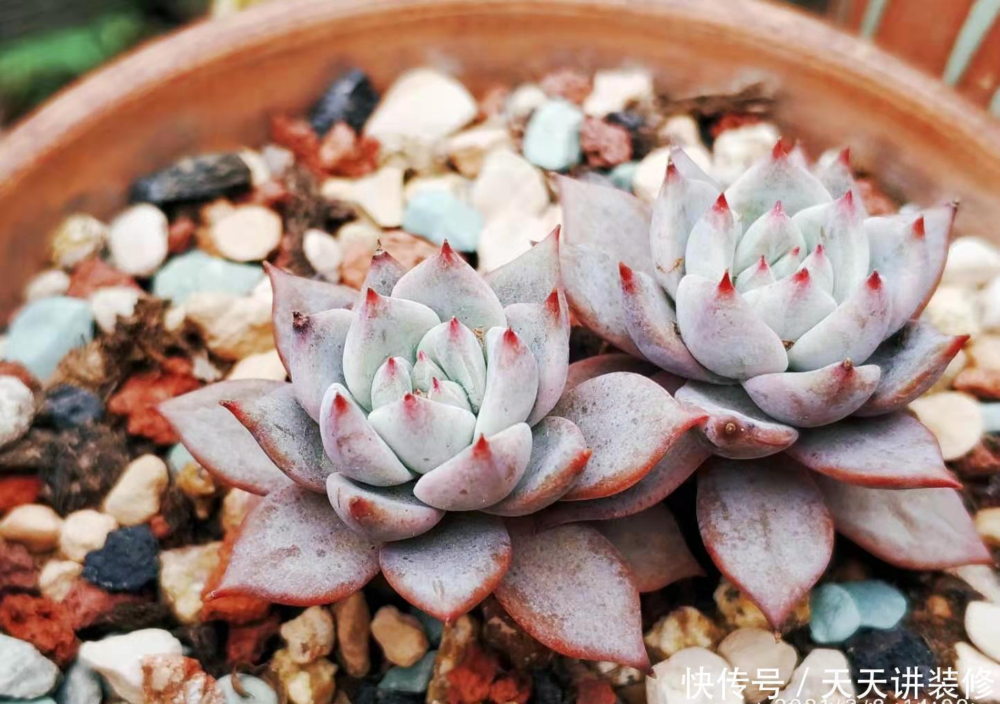 多肉粉蓝鸟和雪兔都非常的好养,那么哪个品种更适合阳台养护呢?