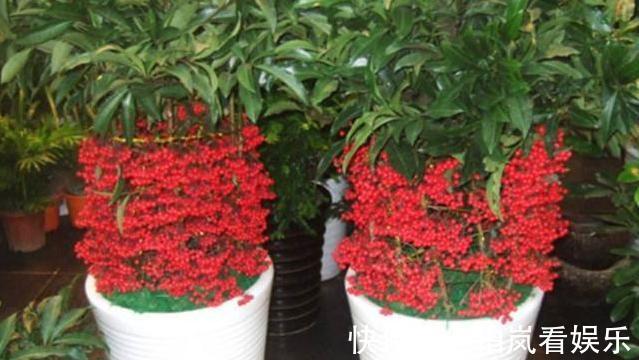 鹤望兰|室内光照不足养5款“喜阴花”,稍微见点光,就能养好养开花