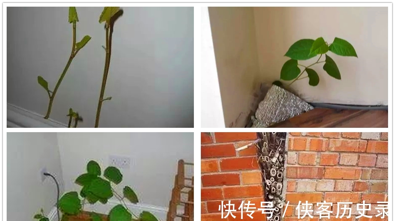 入药|一种植物甚至可以将人逼到自杀,它究竟是什么植物?