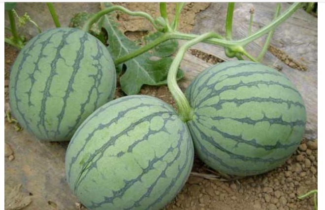 水果|三种水果要少吃，越吃湿气越重，可惜很多人不重视！