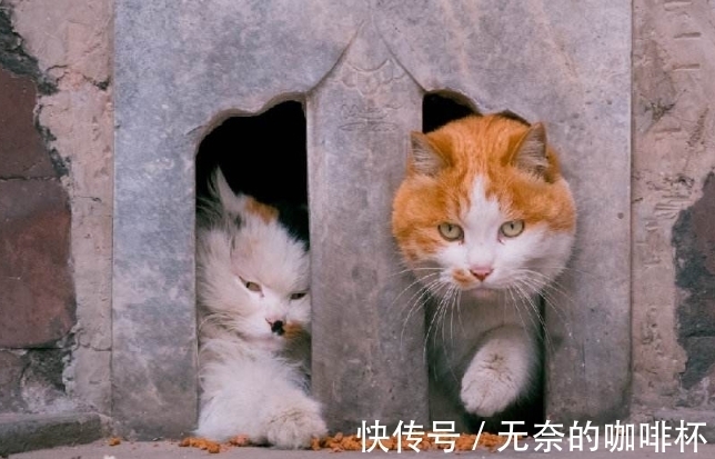 宫猫|故宫中的“活文物”，就连国外游客也纷纷沦陷，网友：无法自拔