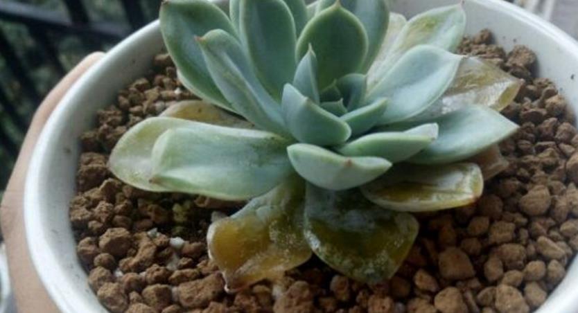 夏天养多肉,哪些时候不适合浇水?怎么浇水好?