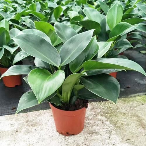 1种“耐阴”花卉，叶形别致、株形优美，四季可赏，好看又好养