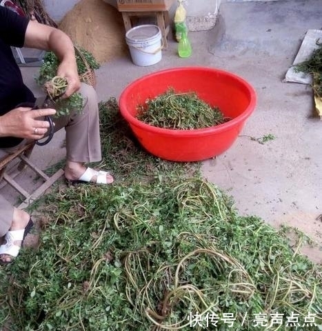 農(nóng)村這東西隨處可見,餓了當(dāng)菜吃還能當(dāng)藥材,千萬別錯(cuò)過了