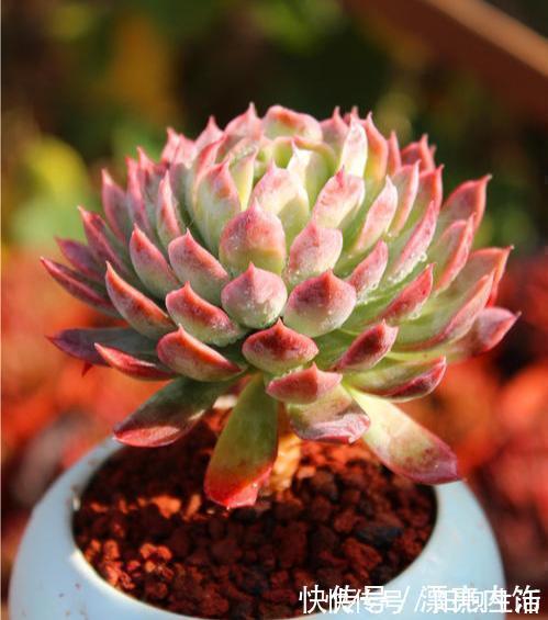 如果你家里还有空盆 不妨养几盆月影系多肉 皮实 好养 上色快 粉紫色 如果你家里还有空盆 不妨养几盆月影系多肉 皮实 好养 上色快 粉紫色