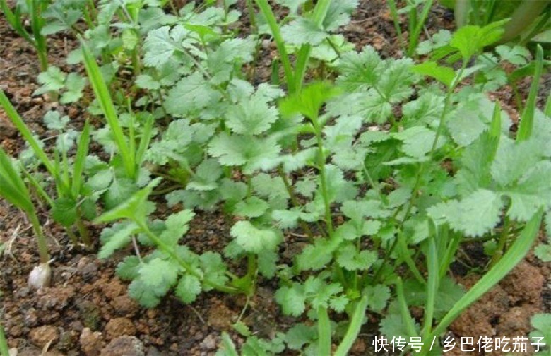 种香菜种子这么处理?用上这3招发芽快 苗旺还长得快