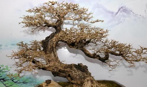 树桩的截干蓄枝期间，注意6个方面的工作，帮你培育出好桩景