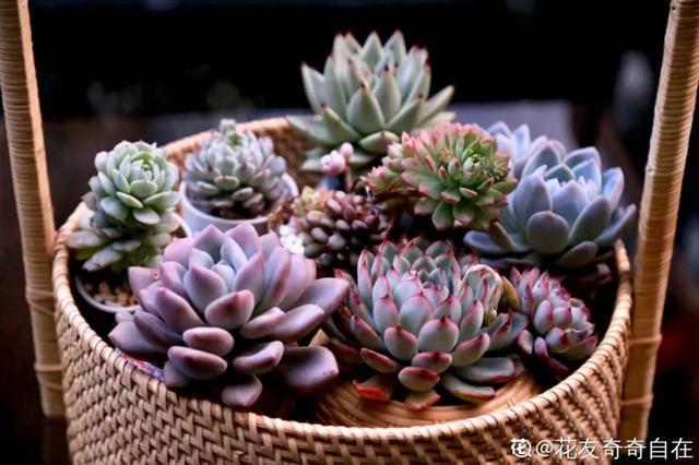 家里养盆虎皮兰，小花盆、挤着养，疯狂开花爆小崽！