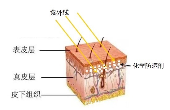 防晒剂 抹了防晒霜还是晒黑了？可能是你的防晒霜没抹对