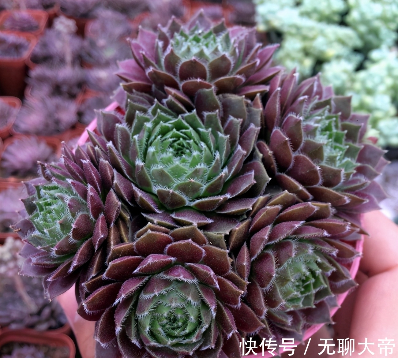 长生草属的多肉,简介紫牡丹、百惠、红勋花、草莓卷娟、观音莲