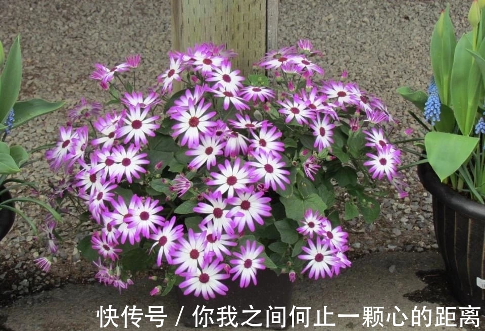 为什么家里的瓜叶菊养一段时间就会枯萎,如何让它开花更久?