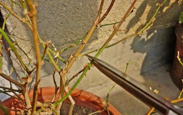 茉莉花盆栽|茉莉花这样养,新枝多花蕾多香味浓,自夏至秋开花不断