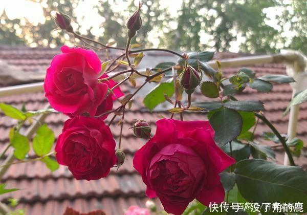 读书台|这10种红色月季漂亮喜庆，个个抗病好养，快收藏
