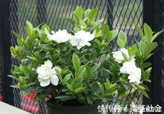 栀子|养栀子花、茉莉花这点最关键,不黄叶掉叶,开花多又香,爆满盆!