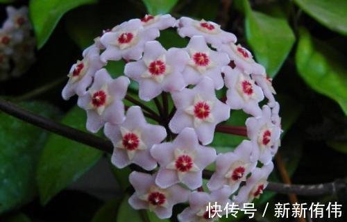 球兰|1种懒人花,丢水里就能活,爬满阳台开成花墙,值得拥有