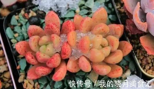论怎样为变丑的多肉植物整容