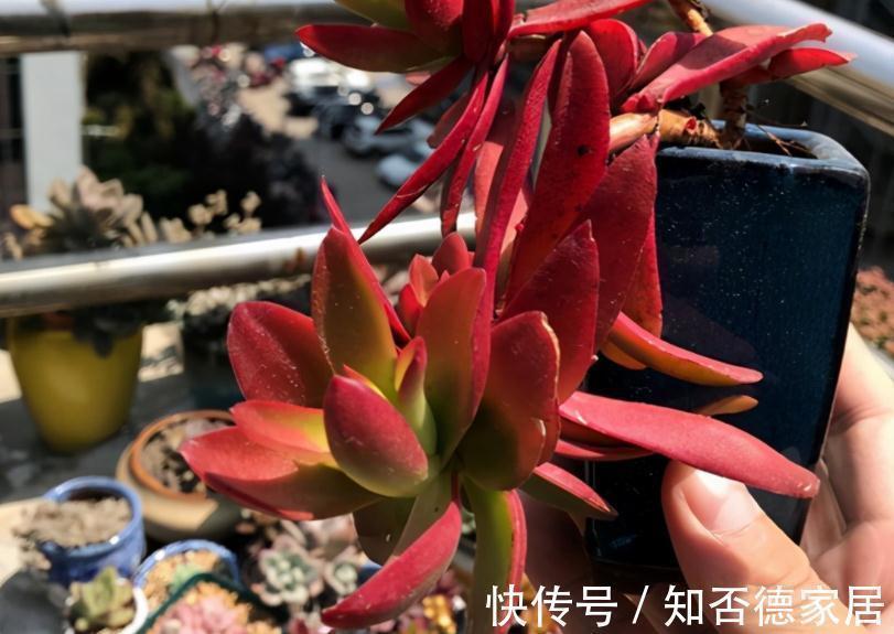 朝向|秋季养殖多肉,不管也能上色出状态?错,做好这些才行