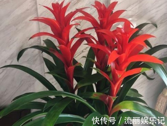 招财|“3种花”不要随便送人,多养几盆在家,不仅旺宅还招财!