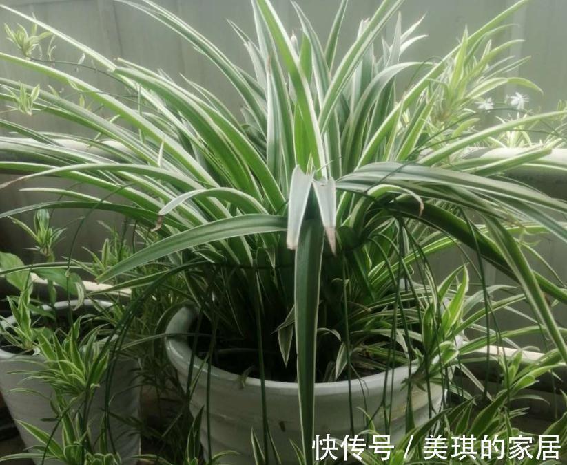 珍珠岩|甭淘汰养花旧土,这么一处理添加,不用多花钱土质就变好了