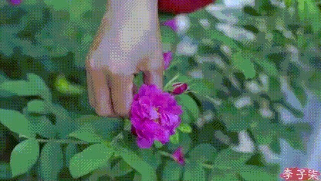 衣服|如果说李子柒的生活对我们不切实际,那她穿的衣服我们倒能学学