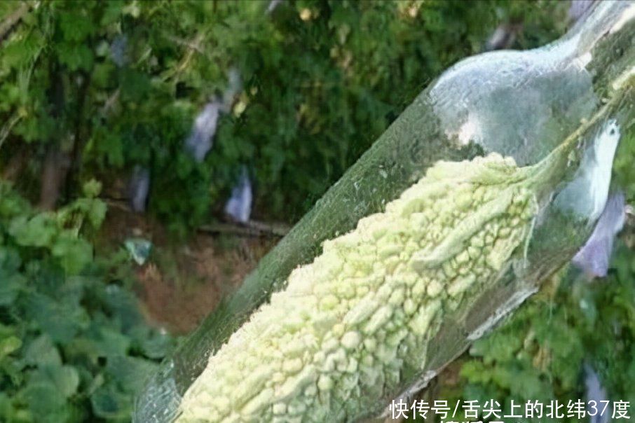 她把苦瓜套在瓶子里，大家都笑她，后来苦瓜长大，全村人另眼相看