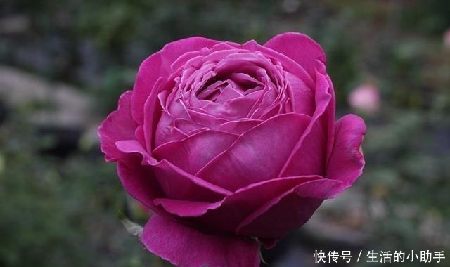 25款包子型月季,花开永不败,大花好养又丰花,新手推荐种植!