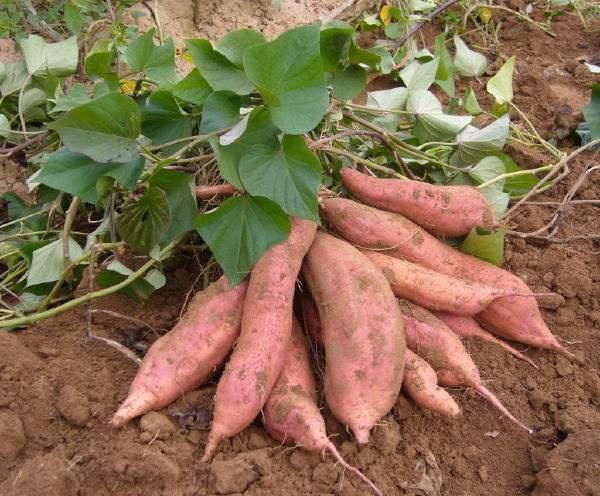 高血糖|血糖高的人,要牢记3不吃,稳定血糖,有助于平稳血糖,了解下