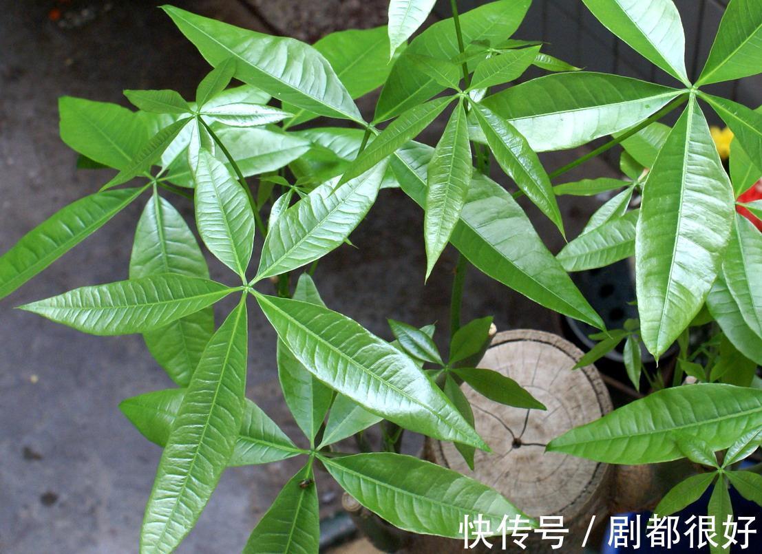 发财树快死了,做好几点,枝叶青翠欲滴,树干粗壮有力