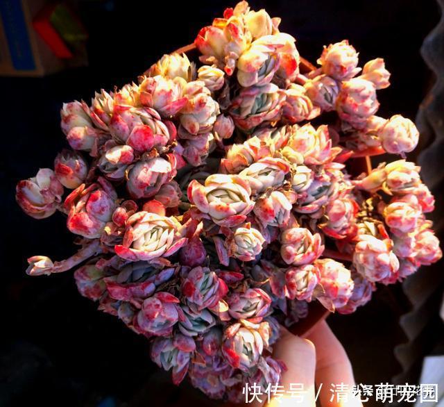 多肉植物|6种花,长高就“变丑”,株型低矮才“漂亮”,要舍得剪