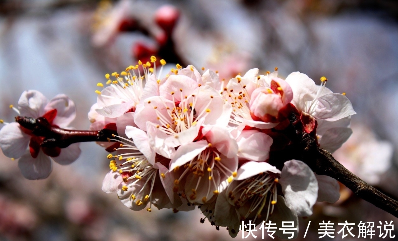 玉楼春!宋祁看到杏花写下一首词,词义温馨而浪漫,读来让人身临其境