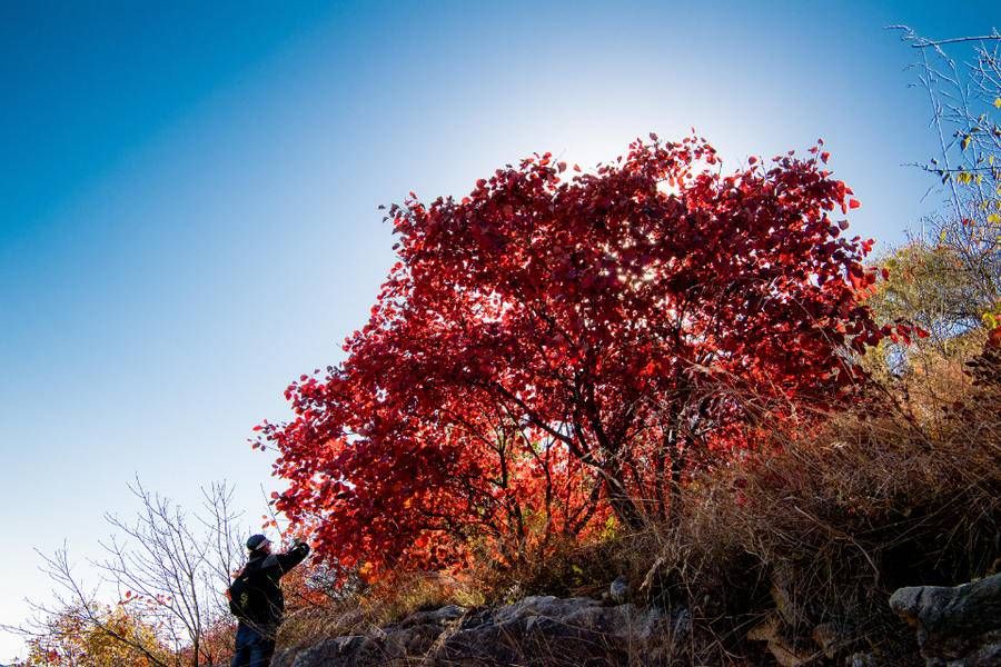 藏龙涧|又是一年红叶时，推荐6处济南免费又好玩的赏红叶景点