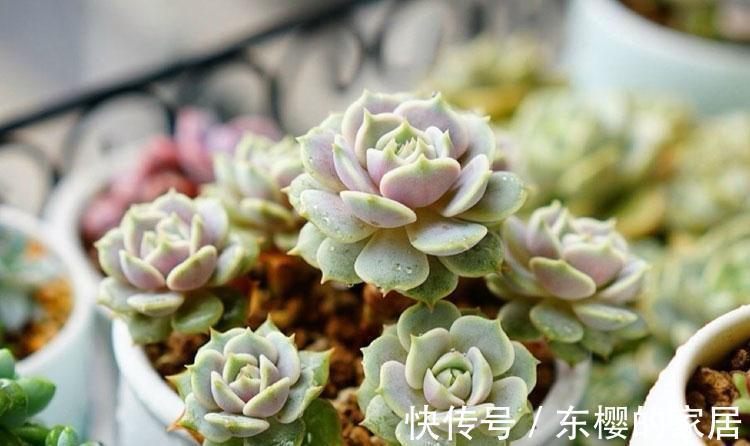 夏天|张大哥养肉10多年,总结出4个“耐热品种”,肉迷都喜欢