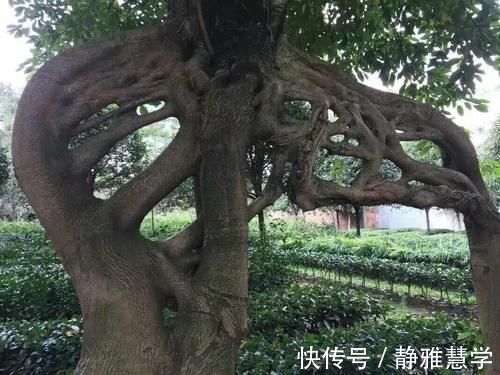 树种|盆景各式各样,叫法各有不同,基础的13种式样,你见过几种