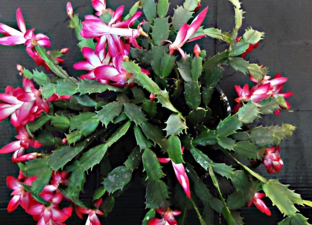 花农巧用塑料袋套在花盆上，叶子绿油油开花贼多，羡慕极了